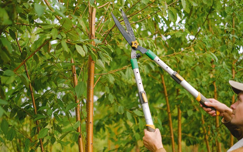 Tree trimming in Littleton, NC