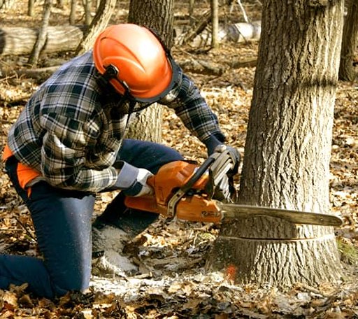 Tree Removal in Littleton, NC